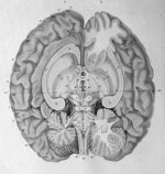 Anatomie et physiologie du système nerveux en général, et du cerveau en particulier