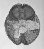 Anatomie et physiologie du système nerveux en général, et du cerveau en particulier