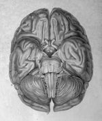 Anatomie et physiologie du système nerveux en général, et du cerveau en particulier