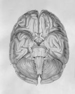 Anatomie et physiologie du système nerveux en général, et du cerveau en particulier