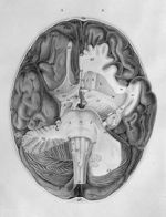 Anatomie et physiologie du système nerveux en général, et du cerveau en particulier