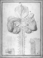 Le cerveau avec la moelle oblongue / A gauche : Structure d'un nerf / A droite : Fragment du plexus  [...]