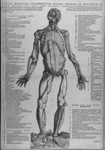 Tertia musculos ostendentium figura - Epitome