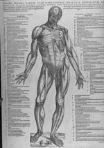 Prima figura earum quas ostendendis musculis potissimum faravimus, in ivius dextro latere musculi mo [...]