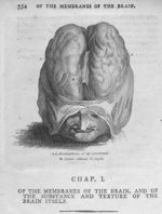 Hemispheres of the cerebrum - The anatomy of the human body