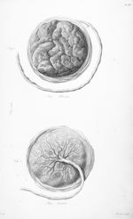 Placenta - Nouvelles démonstrations d'accouchements