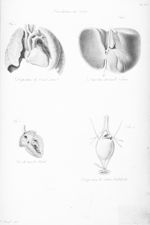 Circulation du foetus - Nouvelles démonstrations d'accouchements