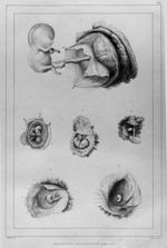 [Représentation de l'embryon à différents stades de sa croissance] - Embryologie ou ovologie humaine