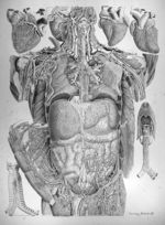 Viscera tabula III - Anatomiae universae P. Mascagni icones