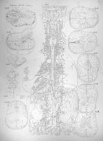 Viscera tab. IV linearis - Anatomiae universae P. Mascagni icones