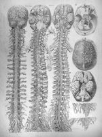 Viscera tabula XI - Anatomiae universae P. Mascagni icones