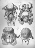 Viscera tabula XIII - Anatomiae universae P. Mascagni icones