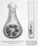 Culture du bacille de la morve sur pomme de terre - Les bactéries et leur rôle dans l'étiologie