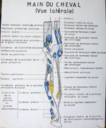 Main du cheval (vue latérale). Dessin aquarellé