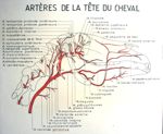 Artères de la Tête du Cheval. Dessin aquarellé