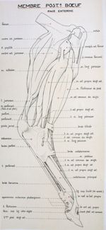 Myologie du membre pelvien du bovin, face latérale