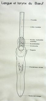 Langue et larynx du boeuf. Encre.