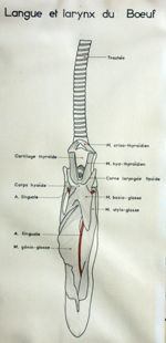 Langue et larynx du boeuf. Encre.