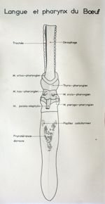 Langue et pharynx du boeuf. Encre.