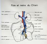 Foie et reins du chien. Dessin aquarellé.