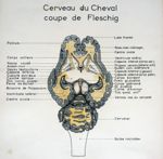 Cerveau du cheval : coupe de Fleschig. Dessin aquarellé.