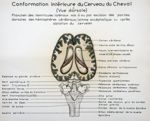 Conformation intérieure du cerveau du cheval (vue dorsale). Dessin aquarellé.