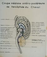 Coupe médiane antéro-postérieure de l'encéphale du cheval. Dessin aquarellé.