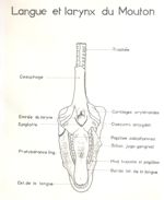 Langue et larynx du mouton. Encre.