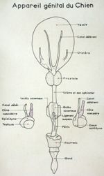 Appareil génital du chien. Encre.