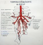 Terminaison de l'aorte du boeuf. Dessin aquarellé.