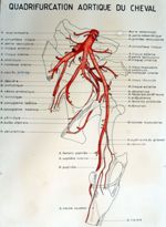 Quadrifurcation aortique du cheval. Dessin aquarellé.