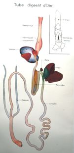 Tube digestif d'oie. Dessin aquarellé.