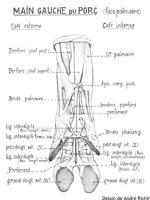 Main gauche du porc (face palmaire). Encre.