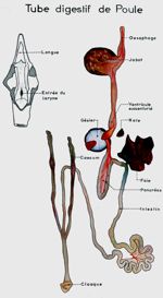 Tube digestif de poule. Dessin aquarellé.