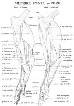 Membre postérieur du porc (face interne ; face externe). Encre.