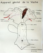 Appareil génital de la vache. Encre aquarellée.