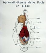 Appareil digestif de la poule en place. Encre aquarellée.