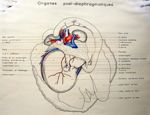 Organes post-diaphragmatiques. Encre aquarellée.