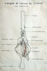 Langue et larynx du cheval (vue supérieure). Encre aquarellée.