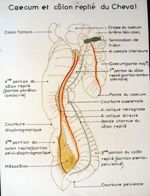 Caecum et côlon replié du cheval. Dessin aquarellé.