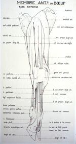 Membre antérieur du boeuf (face externe). Encre.