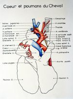 coeur et poumons du cheval. Encre aquarellée.