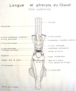 Langue et pharynx du cheval (face supérieure). Encre.