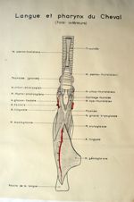 Langue et pharynx du cheval (face inférieure). Encre aquarellée.