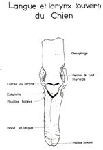 Langue et larynx (ouvert) du chien. Encre.