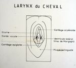 Larynx du cheval. Encre.