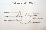 Estomac du chat. Encre.