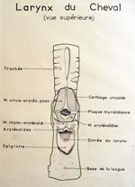 Larynx du cheval (vue supérieure). Encre.