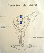 Pancréas du cheval. Encre aquarellée.