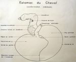 Estomac du cheval (conformation intérieure). Encre.